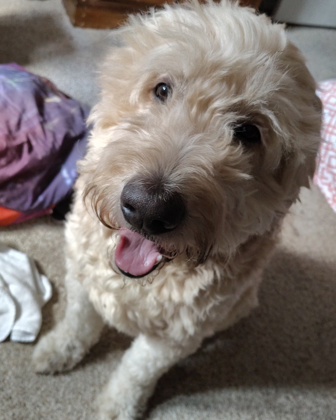Sammy the Golden doodle. Dog, Puppy, White Dog