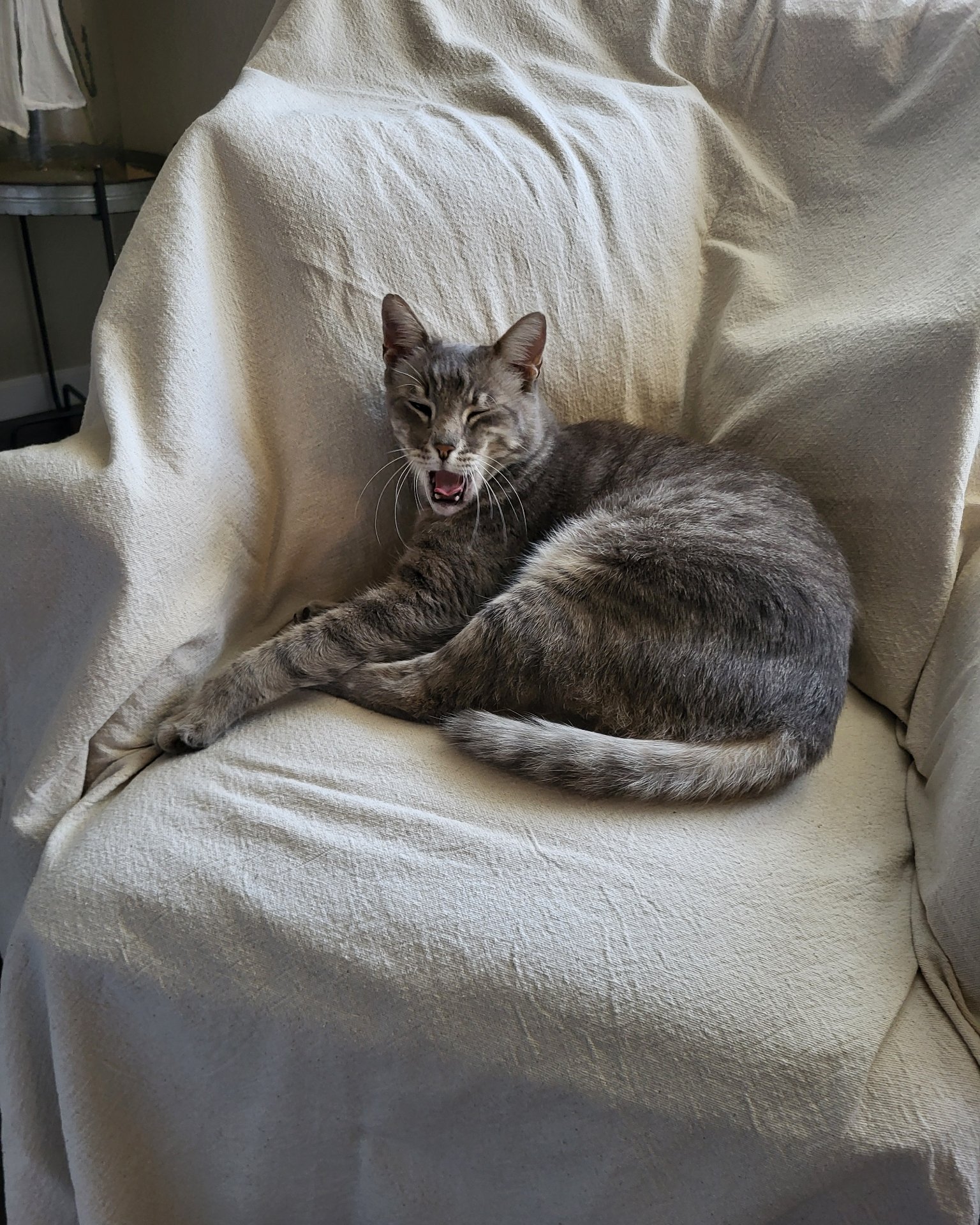 Jack the Tabby. Couch, Furniture, Cat, Blanket, Chair, Home Decor