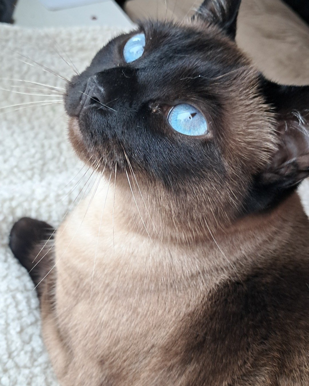 Luna🌙💫 (twin of Stella) the Siamese. Cat, Siamese