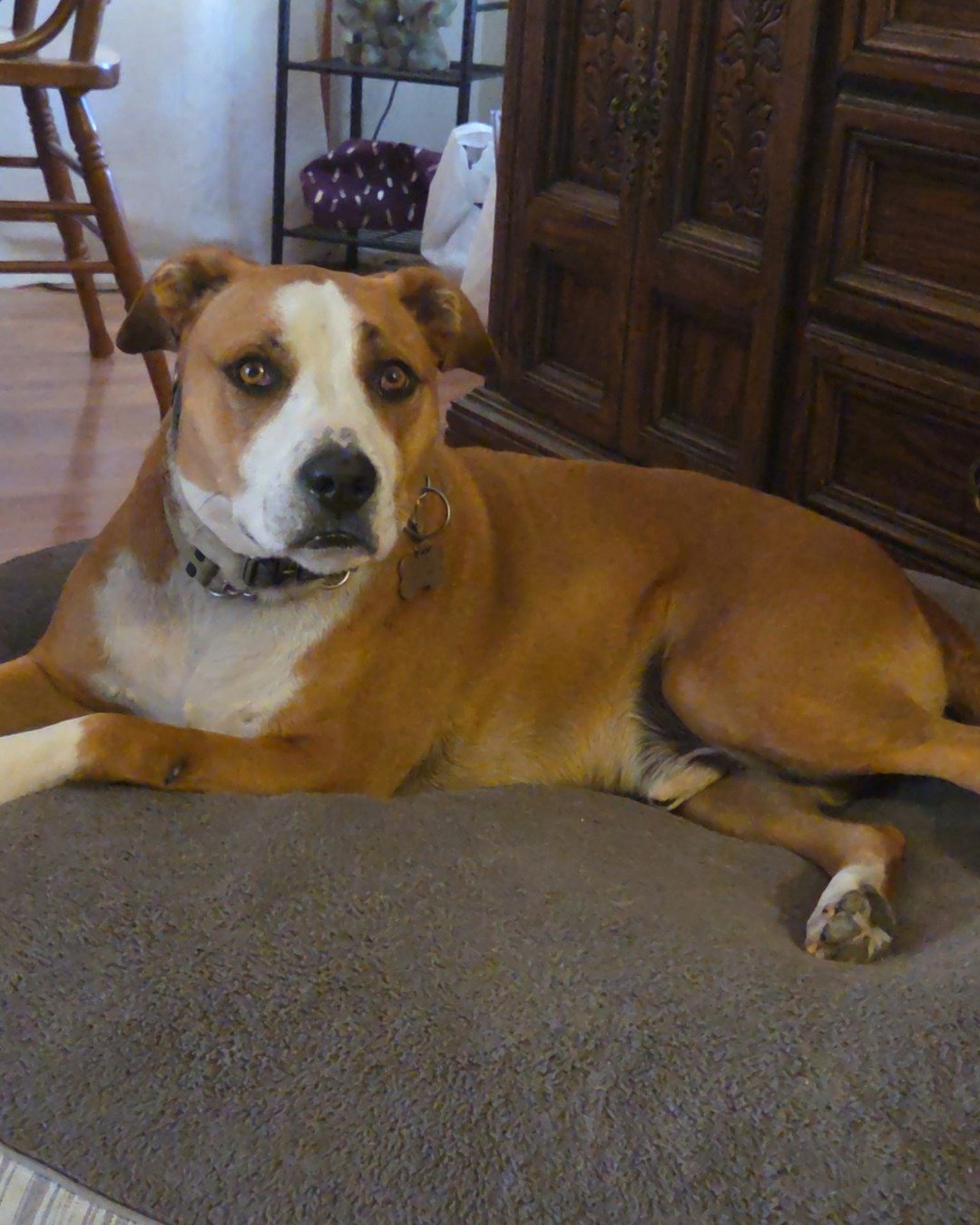 Max. Boxer, Bulldog, Dog, Wood, Indoors, Interior Design