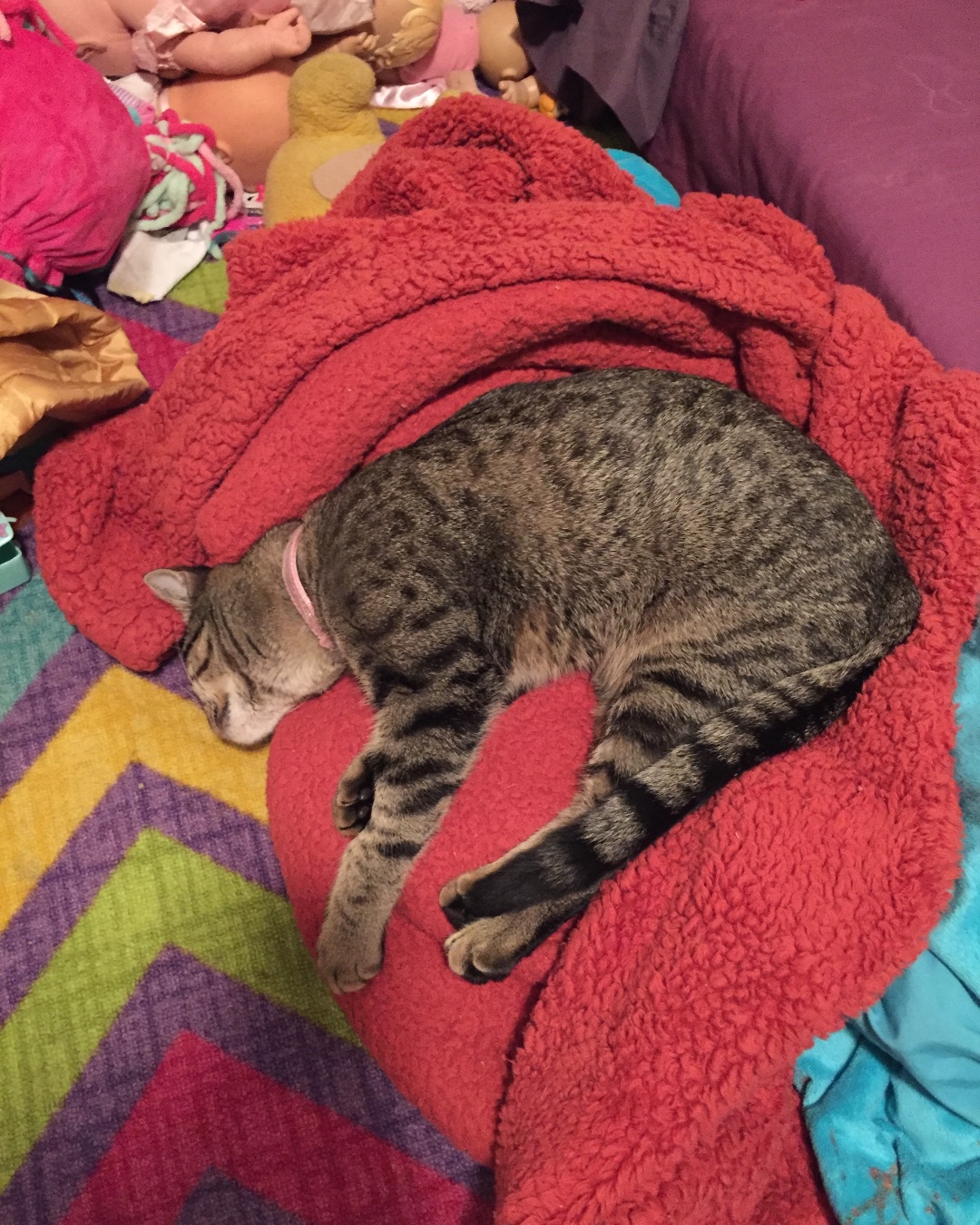 ReyRey — Blanket, Cat, Couch, Furniture, Person, Sleeping