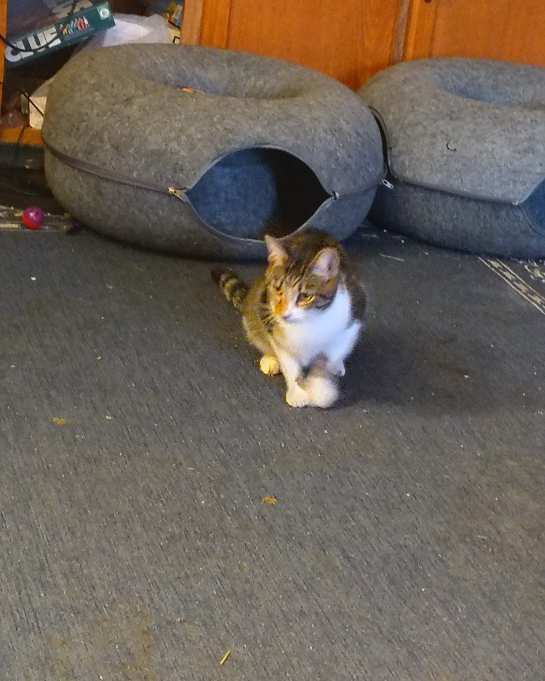 Athena. Couch, Furniture, Cat, Kitten