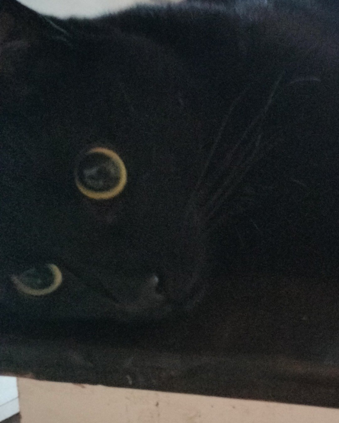 Shadowheart the American shorthair. Cat, Black Cat