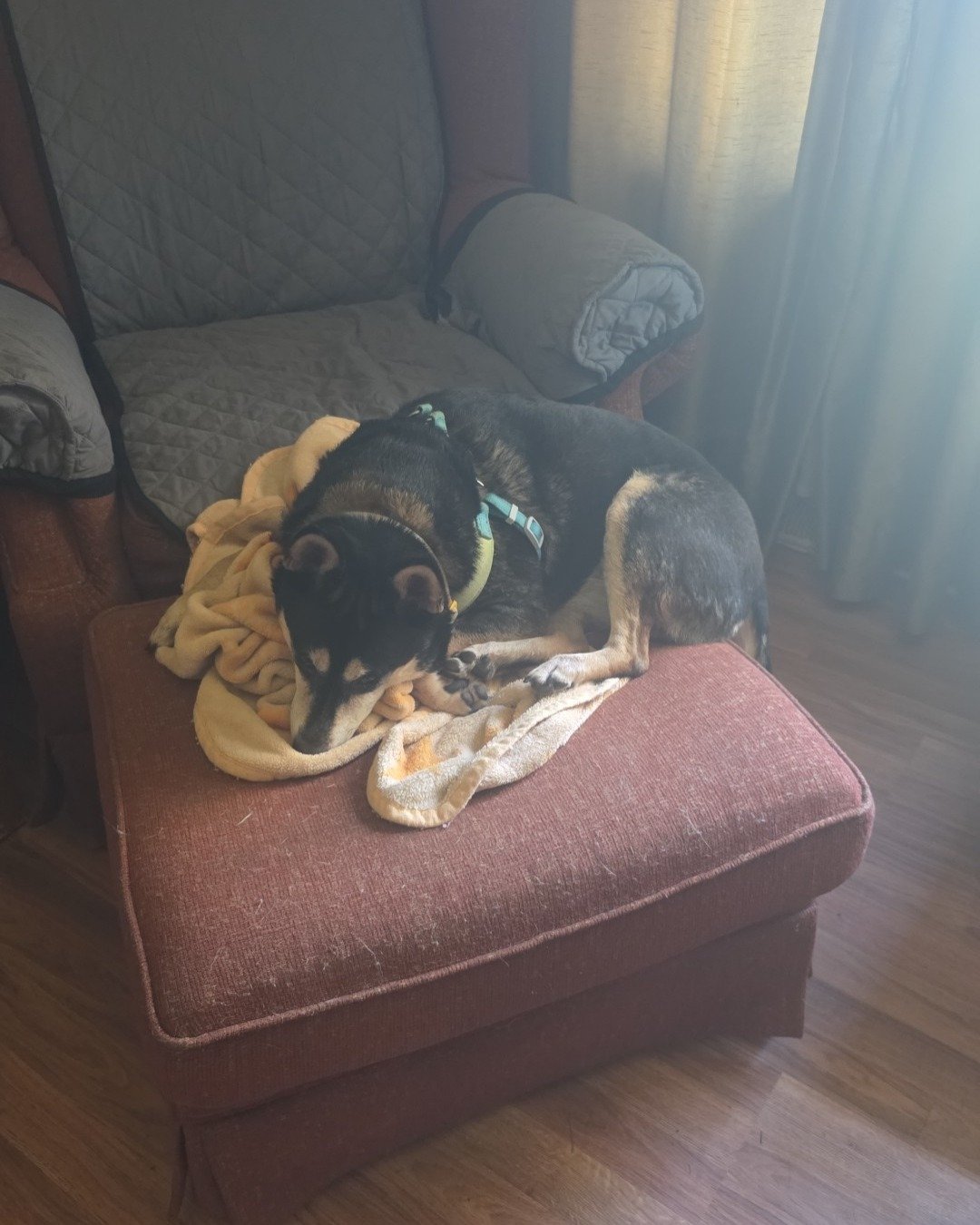 Olive the Shiba/Heeler. Cushion, Home Decor, Furniture, Dog, Puppy, Couch