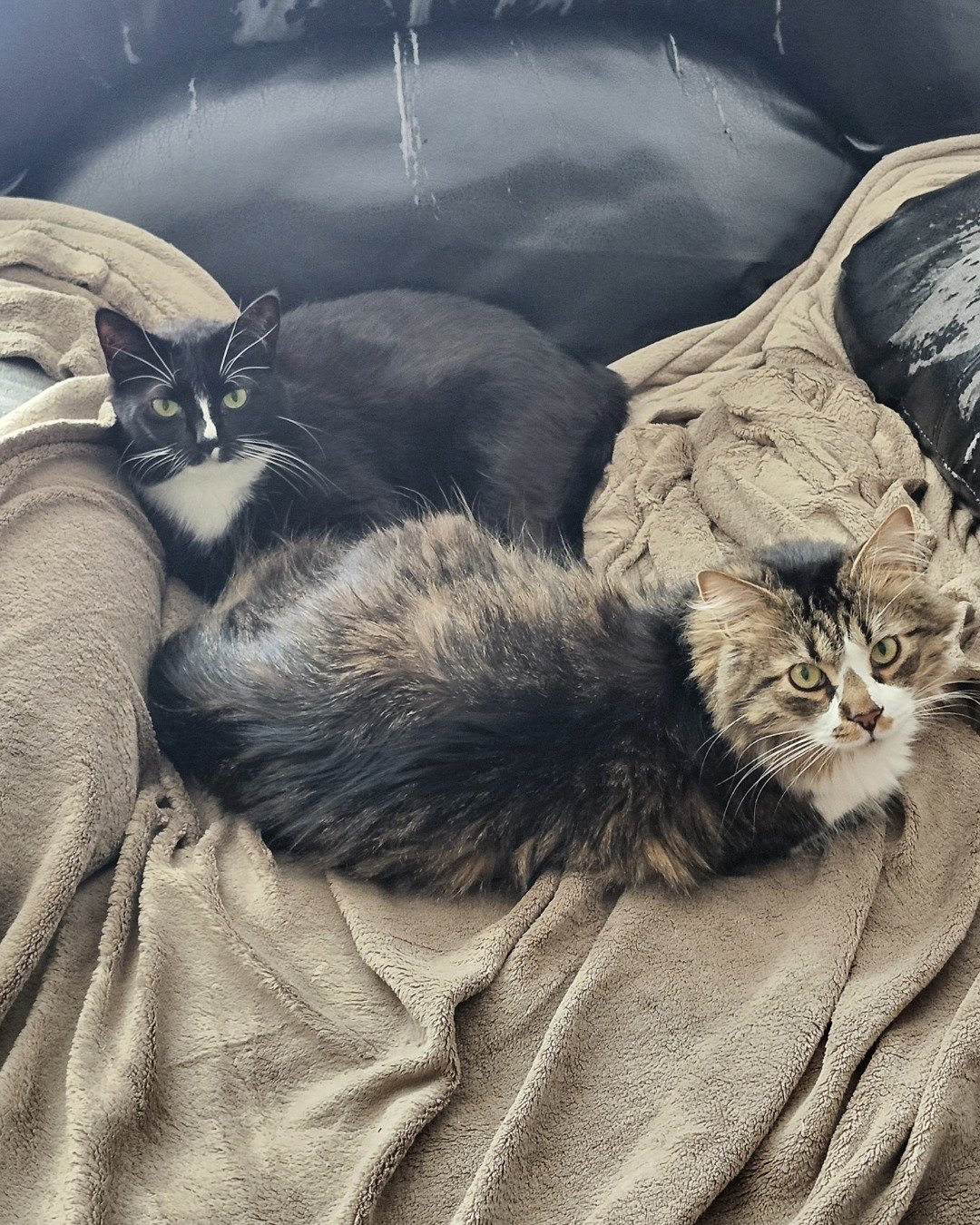 Nala the tuxedo. Blanket, Cat, Kitten, Couch, Furniture