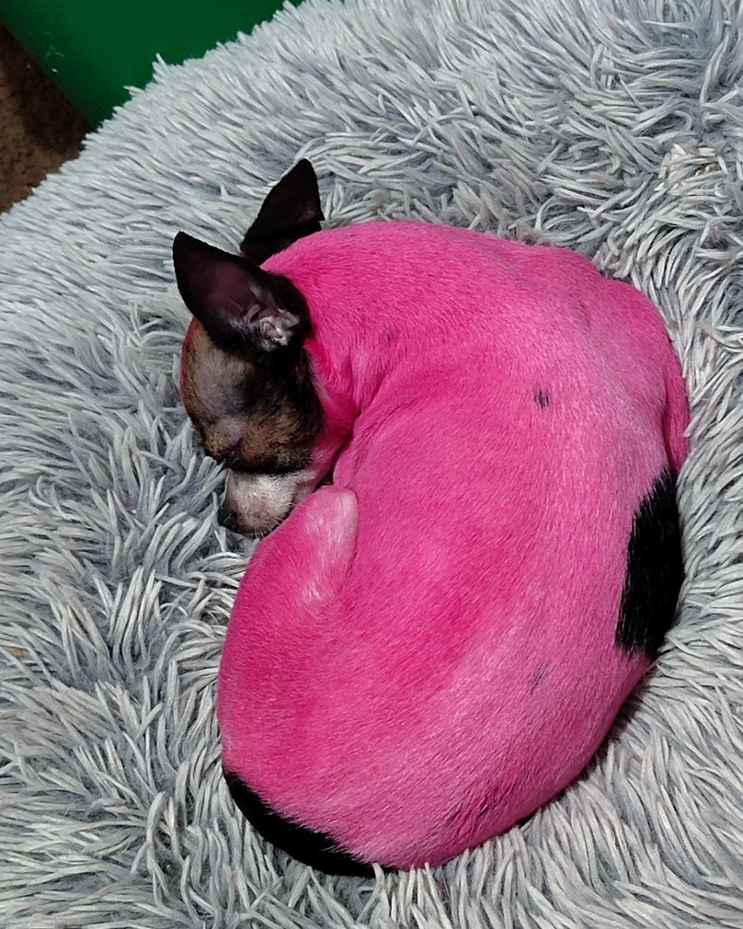 moo moo the female Chihuahua. Purple, Dog, Home Decor, Person, Sleeping, Cat