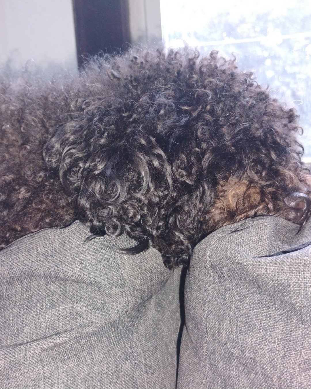 Brownie the black poodle. Dog, Poodle