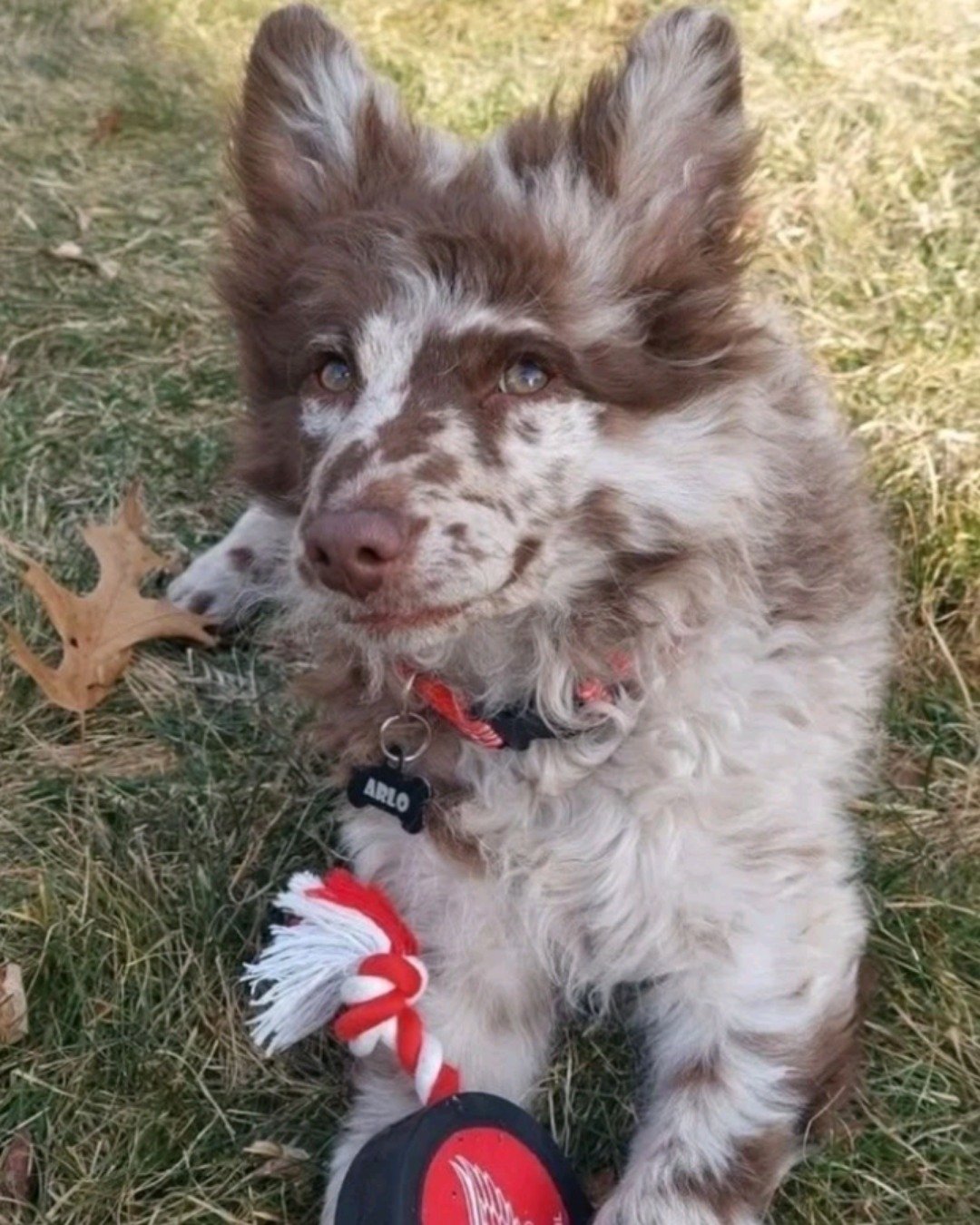 funny dogs the .. Grass, Plant, Dog, Puppy, Ball, Football