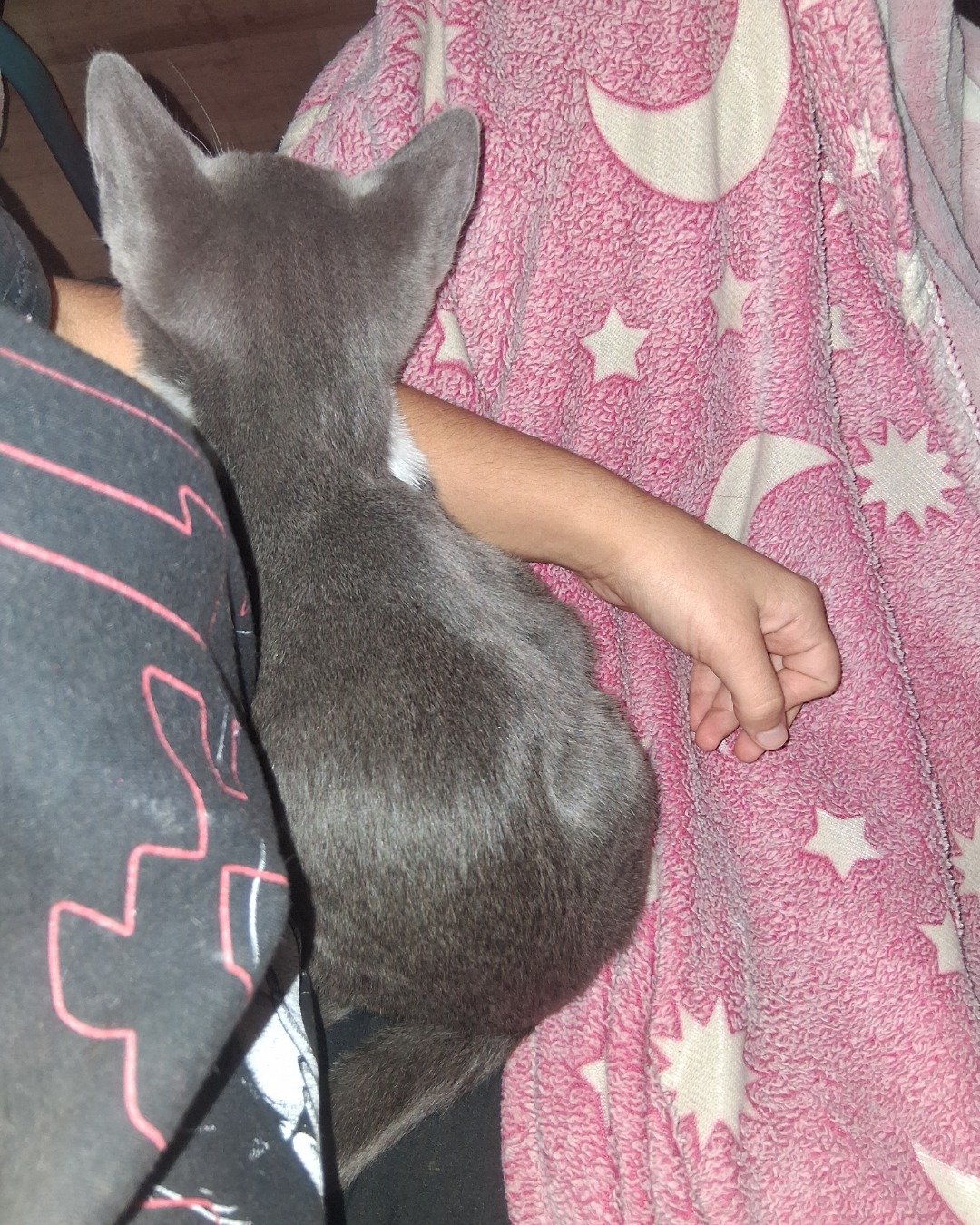 ash the grey tabby and tuxedo mix. Blanket, Cat, Quilt, Person, Sleeping