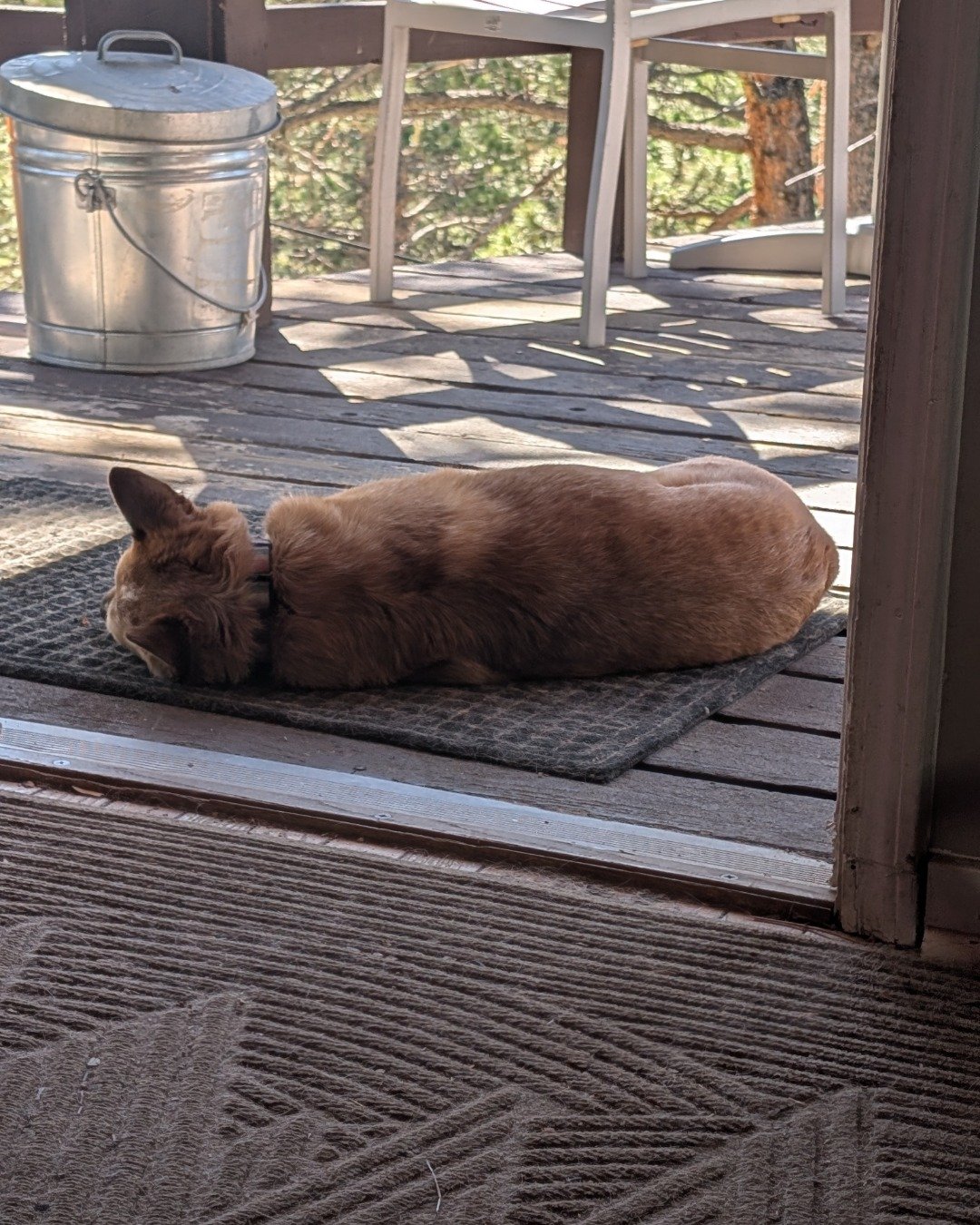 Sage the Australian Cattle Dog — Wood, Cat, Architecture, Building, House, Housing