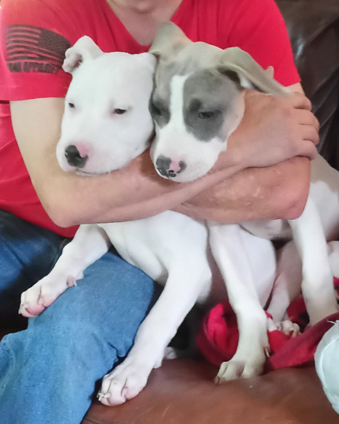 Drew and Raymond the Pitbull. Clothing, Pants, Person, Dog, Puppy, T-Shirt