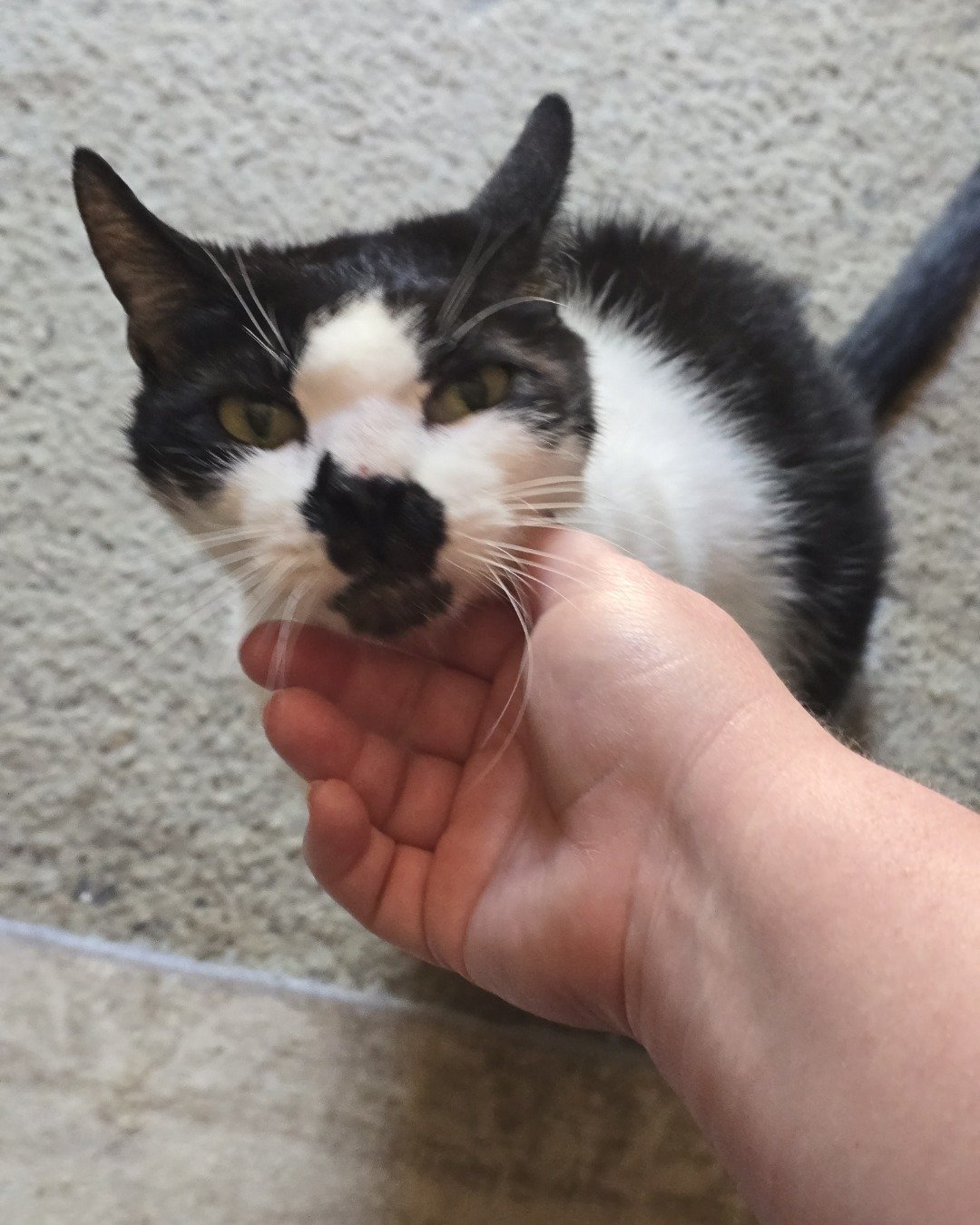 Dobbie. Cat, Kitten, Body Part, Finger, Hand, Person