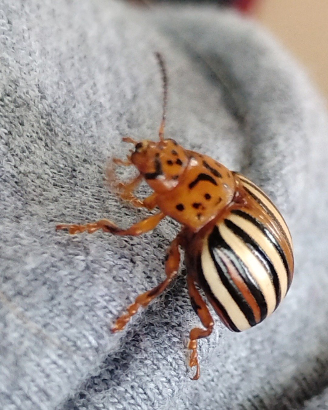Tater the False Potato Beetle. Insect, Invertebrate