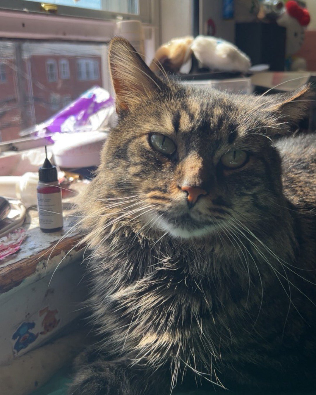 Bartholomew the first the Main coon. Cat, Manx, Plant, Potted Plant, Person, Furniture