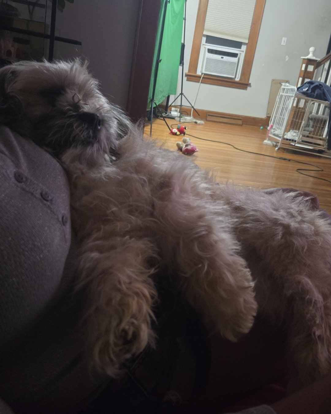 koko the Shih Tzu. Couch, Furniture, Dog, Puppy