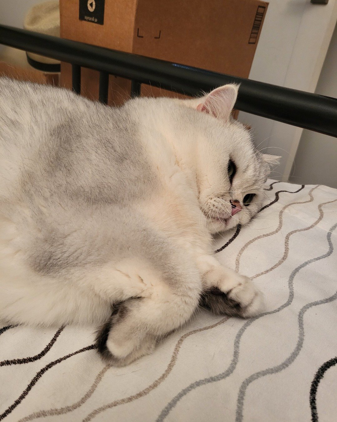 Bubble the British shorthair. Cat, Kitten