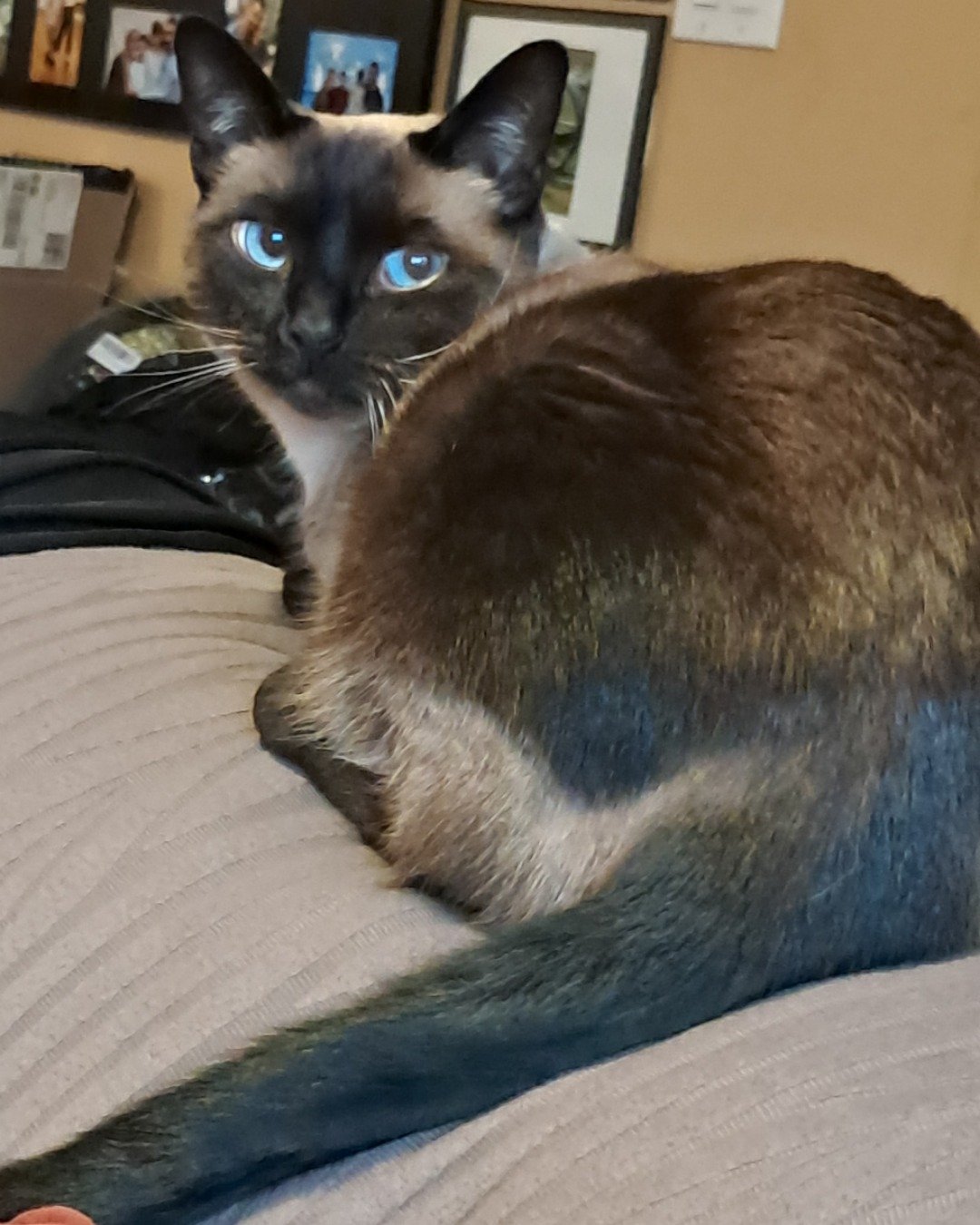 Luna🌙💫 (twin of Stella) the Siamese. Cat, Siamese