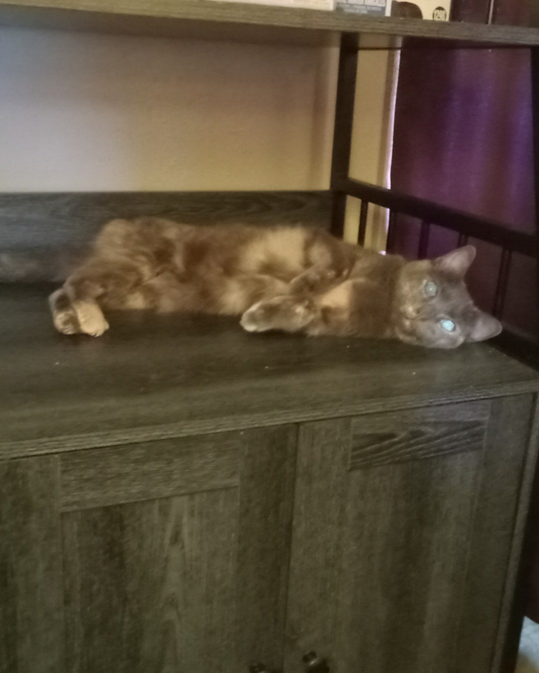 Jac the Tortoise shell. Closet, Cupboard, Furniture, Sideboard, Cabinet, Wood