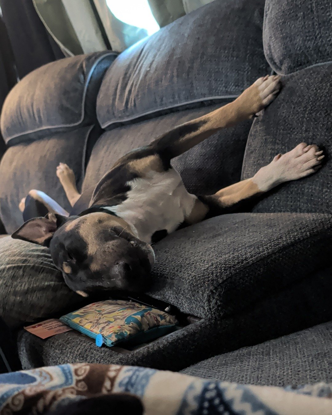 Apache the bull terrier. Couch, Furniture, Dog, Puppy