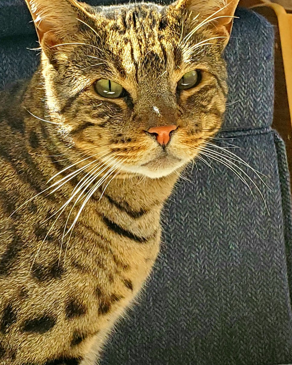 Thor ⚡️💪🏽 the Savannah Cat. Cat, Couch, Furniture