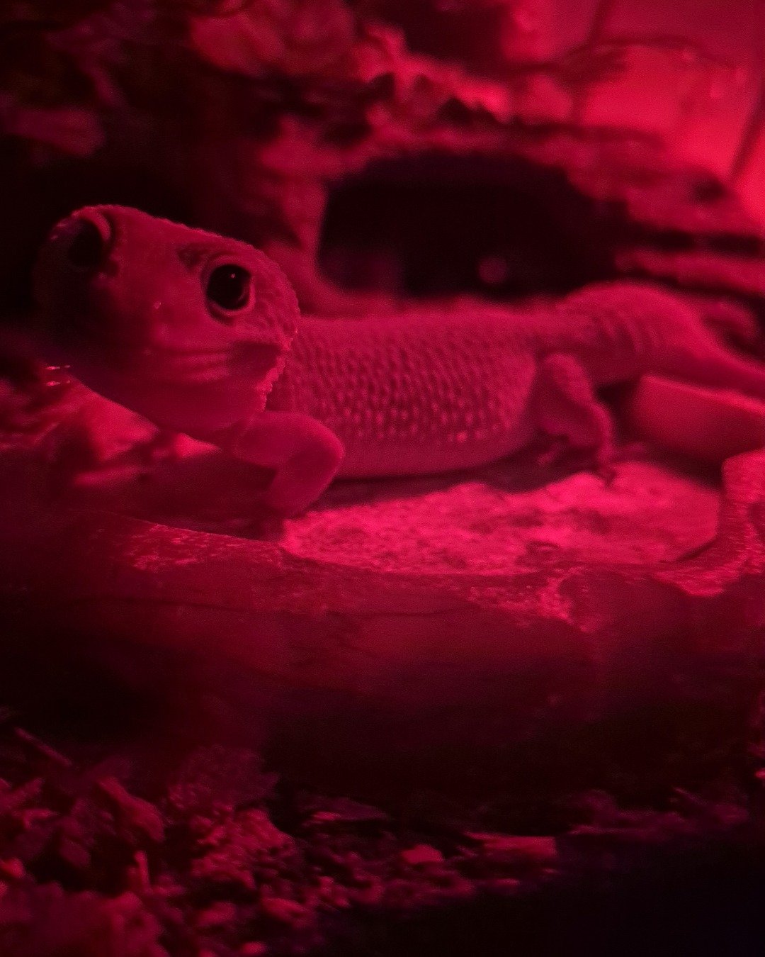 crystal the blizzard lepord gecko. Gecko, Lizard, Reptile