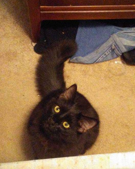 Sylvester the Unsure. Cat