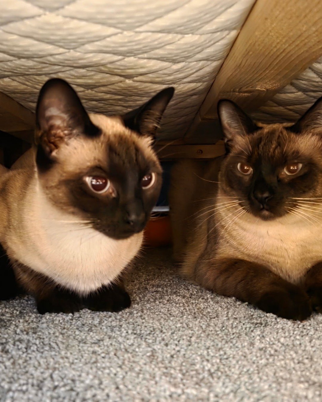 Twin love ❤ (Stella and Luna) the Siamese. Cat, Siamese