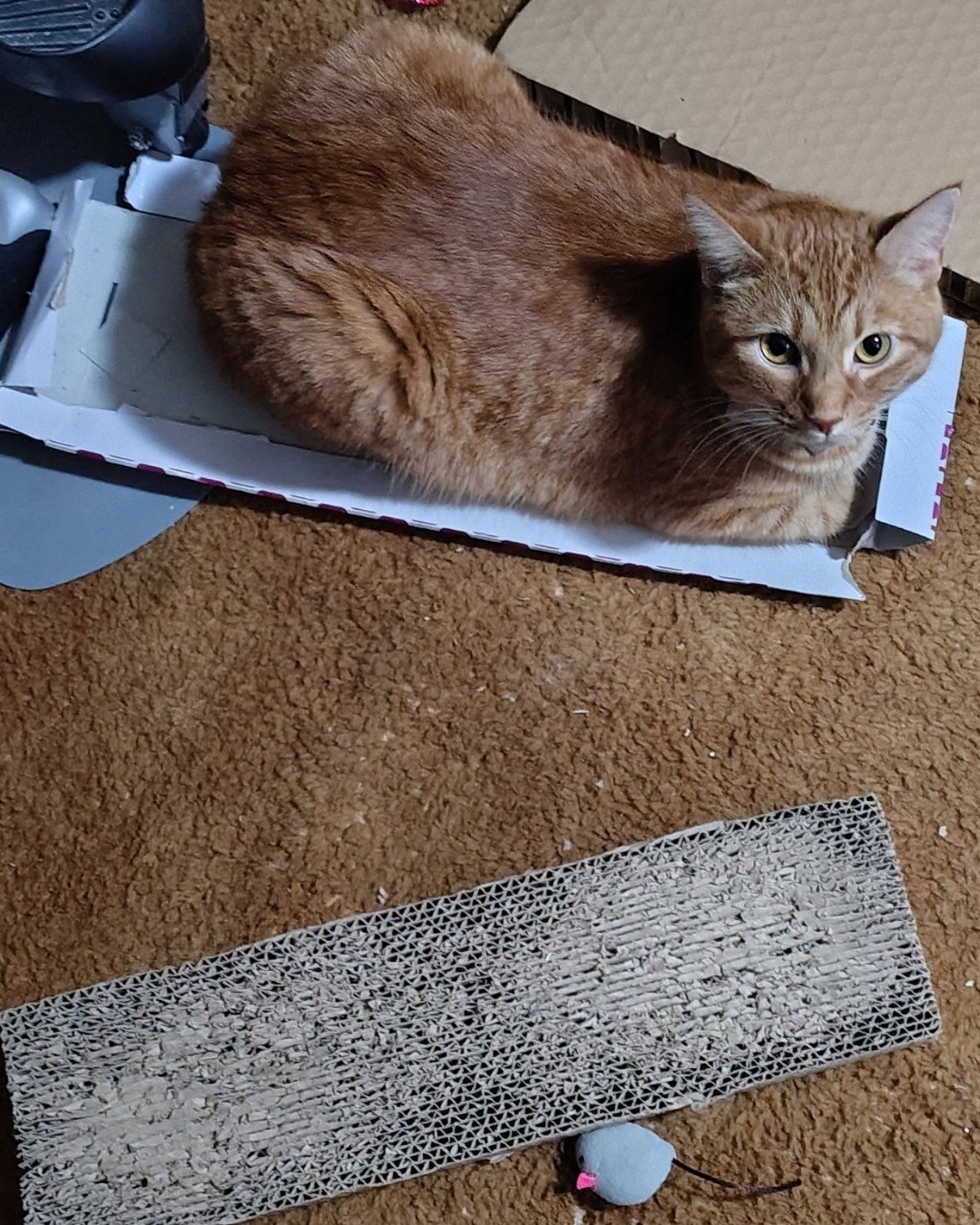 Pumpkin the Ginger. Floor, Flooring, Home Decor, Cat, Rug