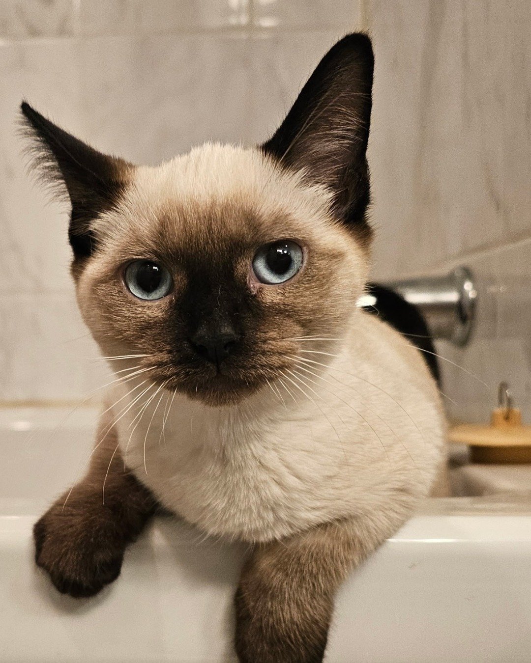 Luna🌙💫 (twin of Stella) the Siamese. Cat, Siamese