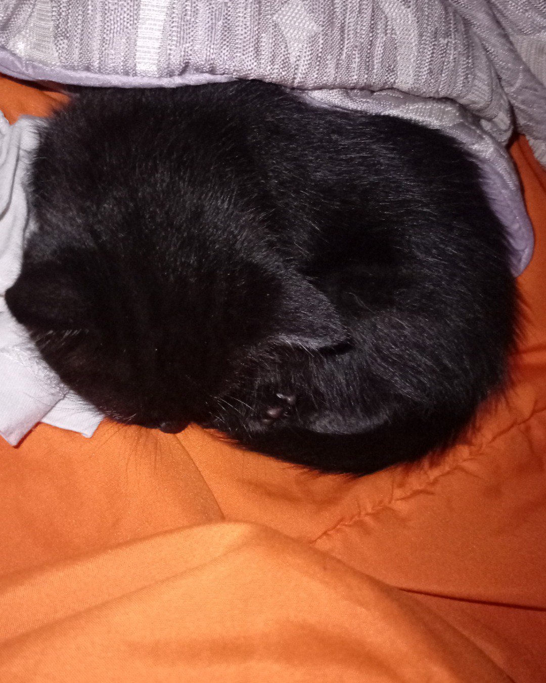 Suka. Person, Sleeping, Cushion, Home Decor, Dog, Cat