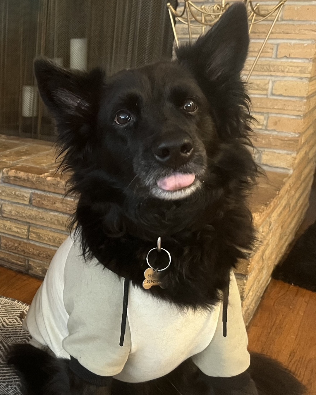Sandor — Dog, Puppy, Accessories, Brick