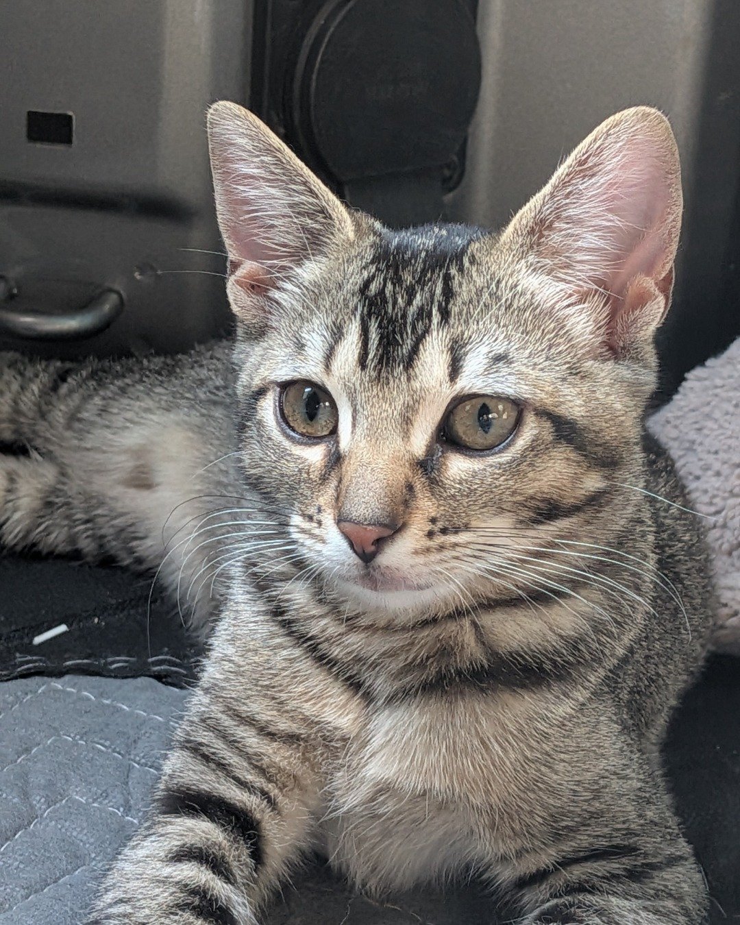 Peanut the American Short hair. Abyssinian, Cat