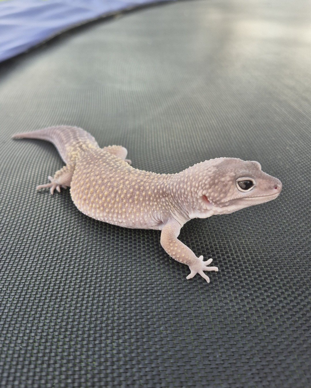 crystal the blizzard lepord gecko. Gecko, Lizard, Reptile, Anole