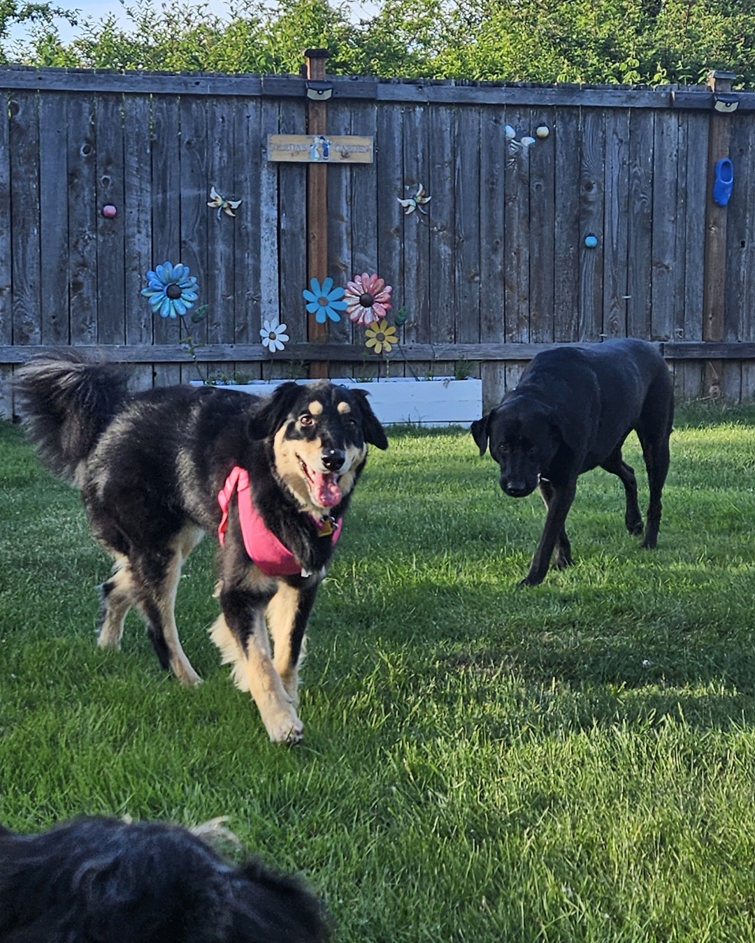 Roxi the German Shepherd Mix