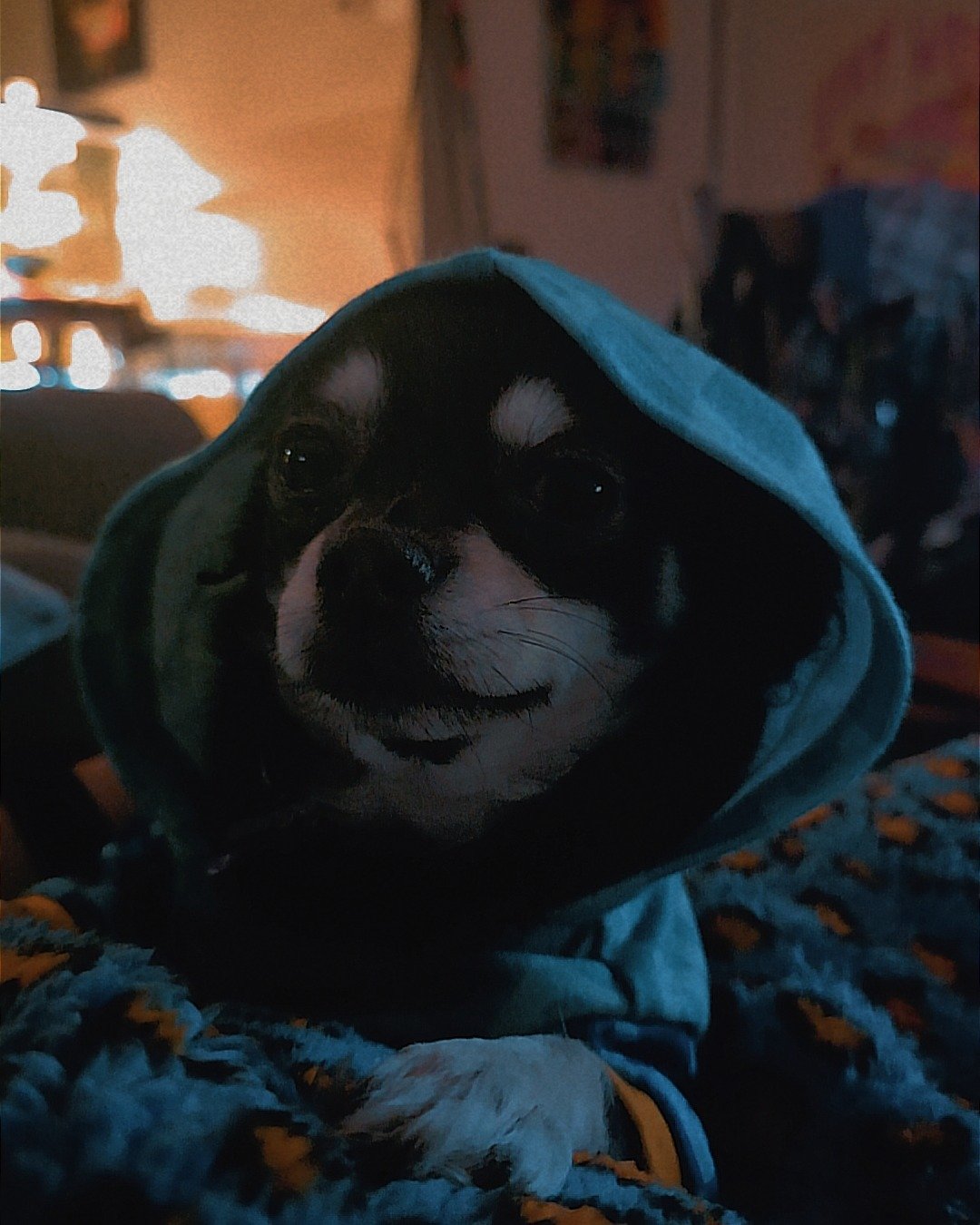 Mango 🥭 the Chihuahua. Dog, Puppy, Clothing, Hood, Blanket, Person