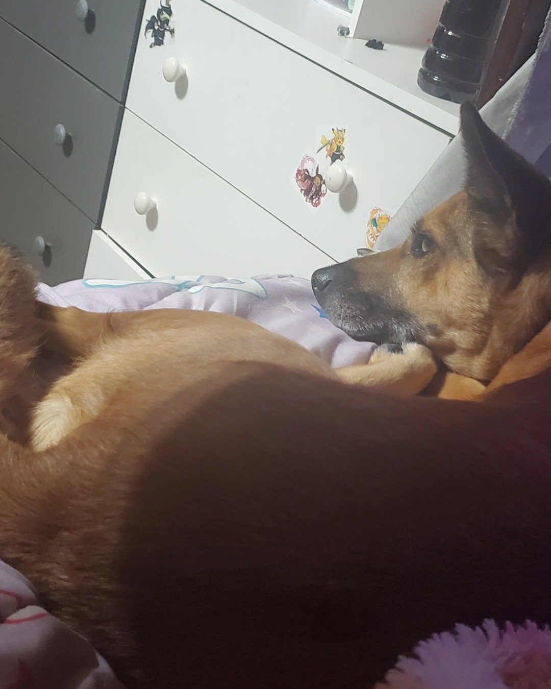 Bulma the mixed breed. Drawer, Furniture, Cabinet, Indoors, Interior Design, Dog