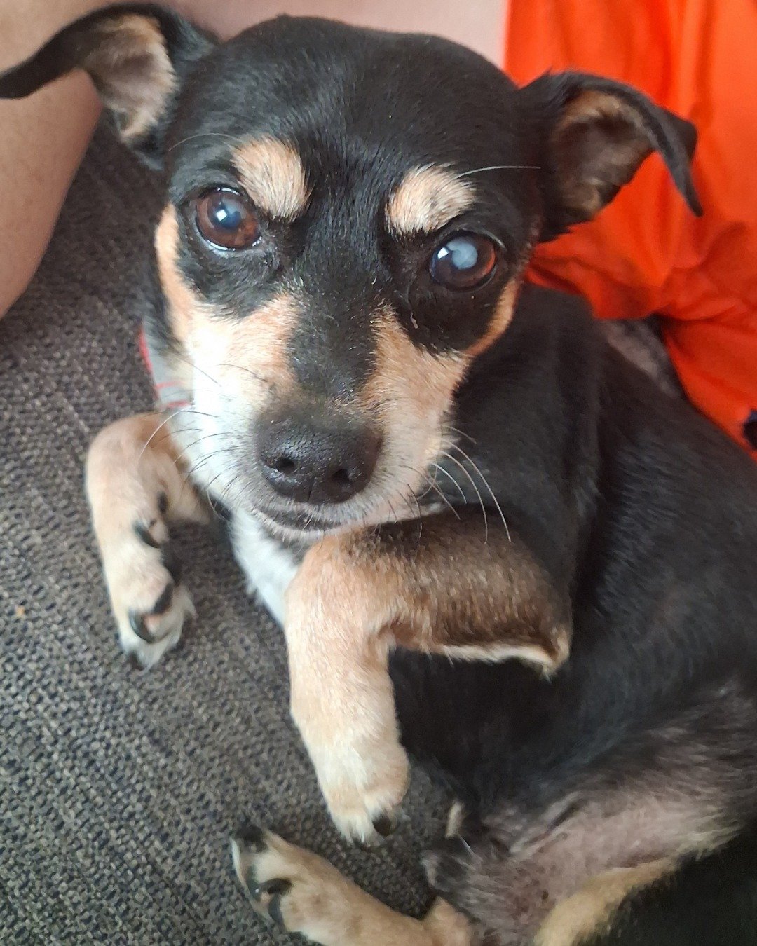 Turbo the Miniature pinscher. Dog, Puppy, Chihuahua, Hound