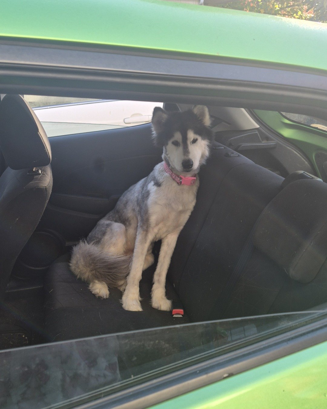 Tasha the Husky/wolf. Dog, Husky, Cushion, Home Decor, Car, Transportation