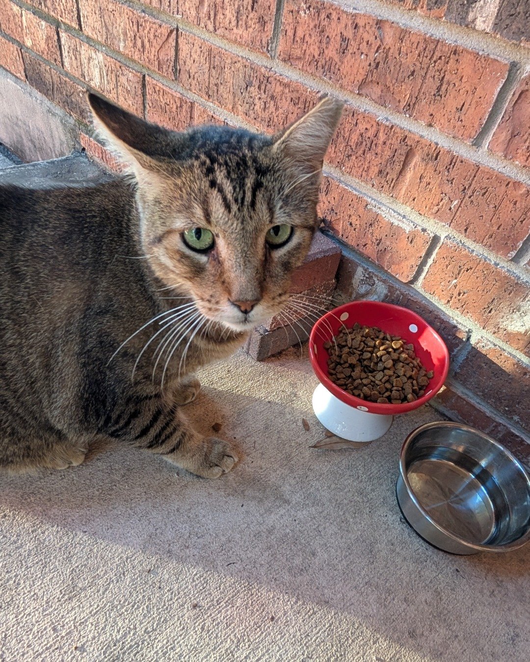 Coco the brown tabby. Plant, Potted Plant, Brick, Cat, Bowl, Kitten