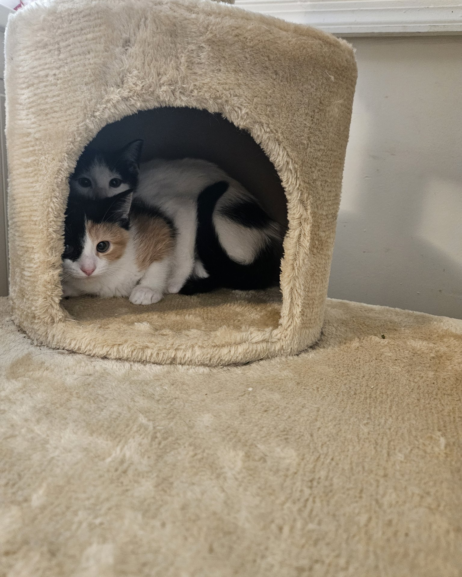 Miles & Blaze the calico. Cat, Kitten
