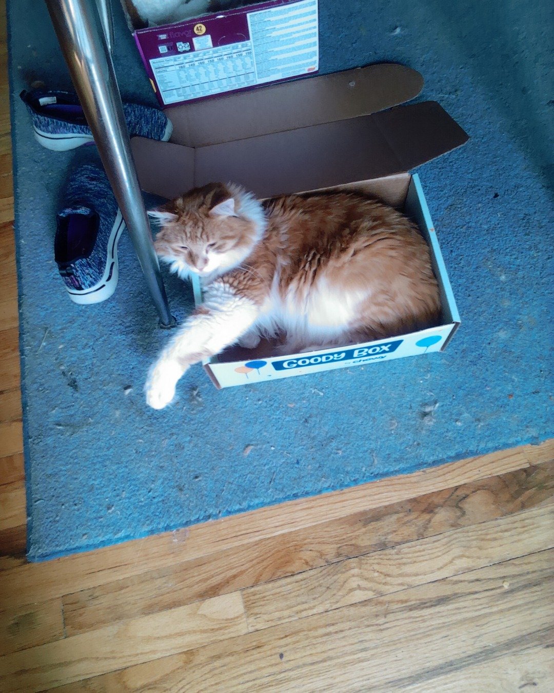 Lucky. Floor, Flooring, Box, Cat, Hardwood, Wood