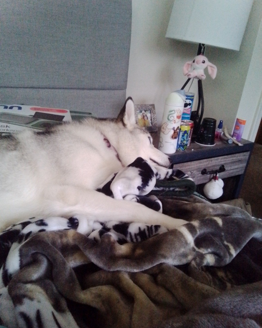 Athena the husky. Dog, Husky, Puppy, Couch, Furniture, Person