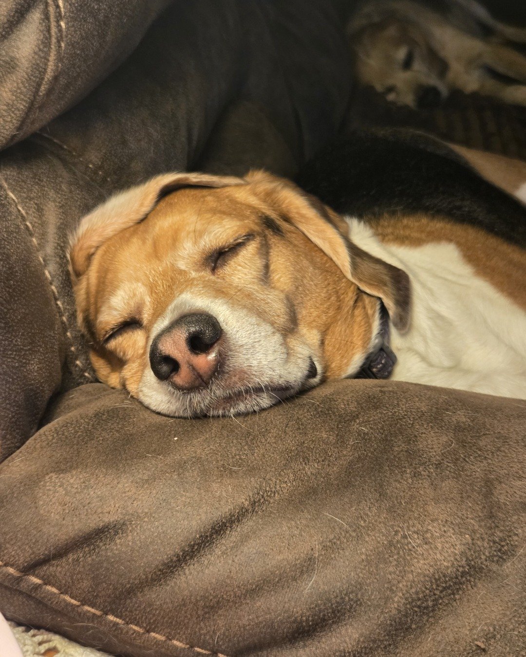 vee the beagle. Dog, Hound, Person, Sleeping, Blanket, Puppy