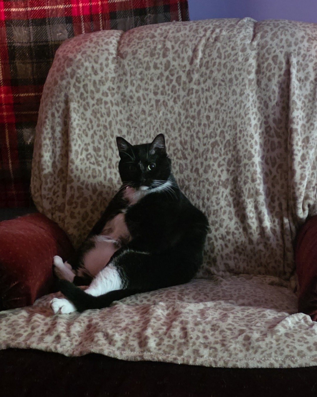 Mr.Pickles the Tuxedo cat. Couch, Furniture, Cushion, Home Decor, Cat, Chair