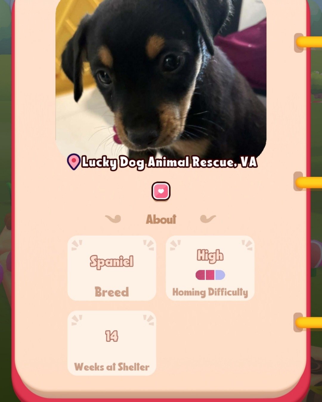 Turbo the Miniature pinscher. Dog, Puppy, Hound, Text