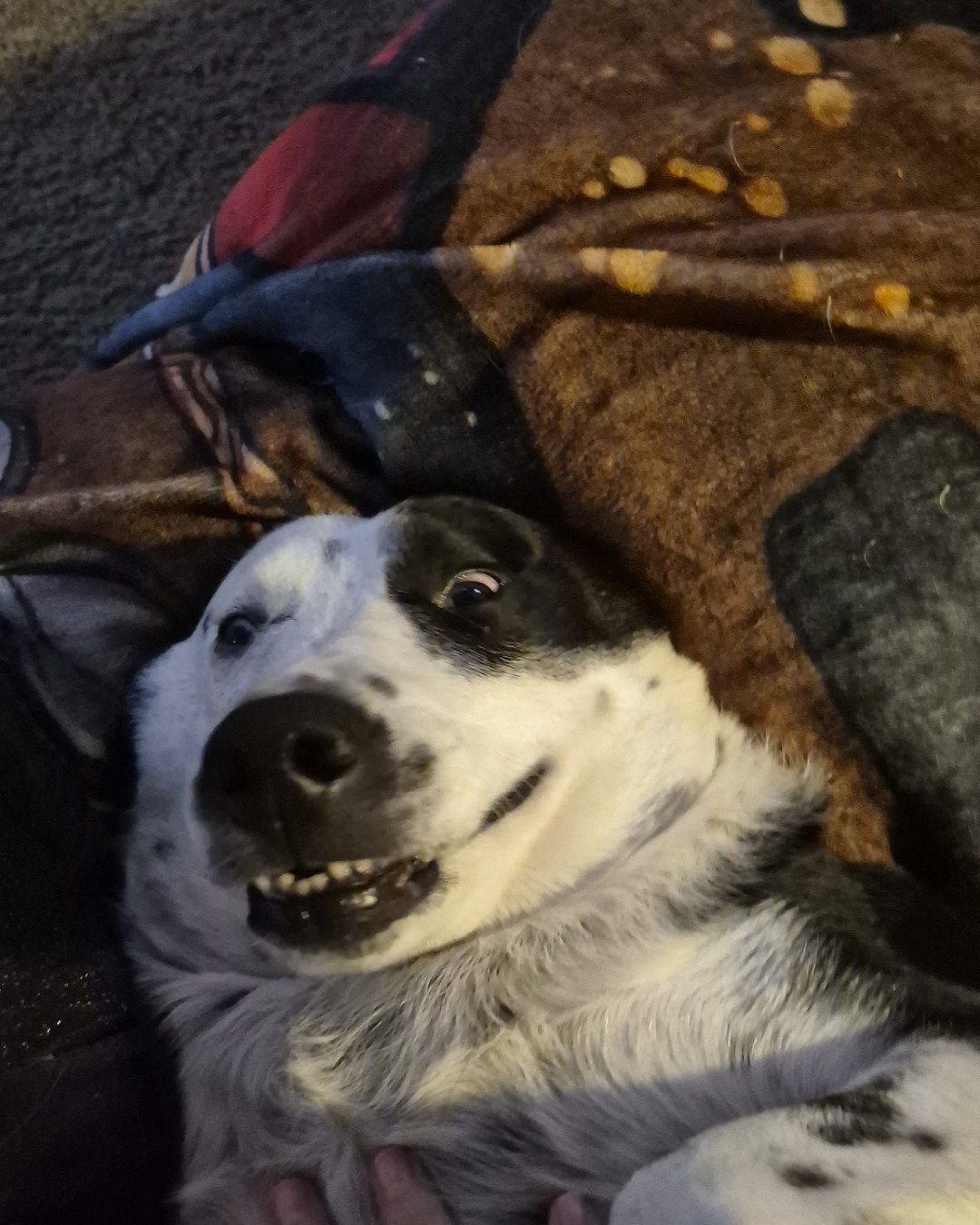 stevie the border collie/lab. Blanket, Dog, Puppy, Hound