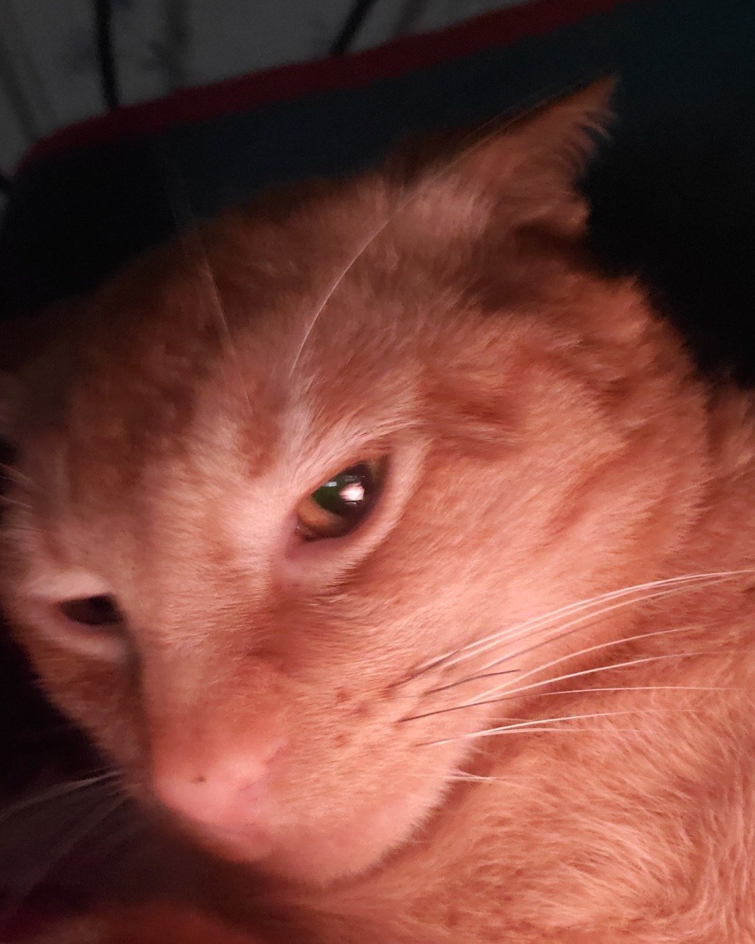 sugar the ginger and tabby mix. Cat, Abyssinian
