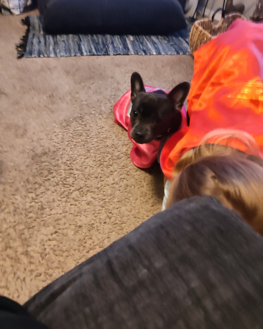 chi chi. Dog, Puppy, Cushion, Home Decor, Couch, Furniture