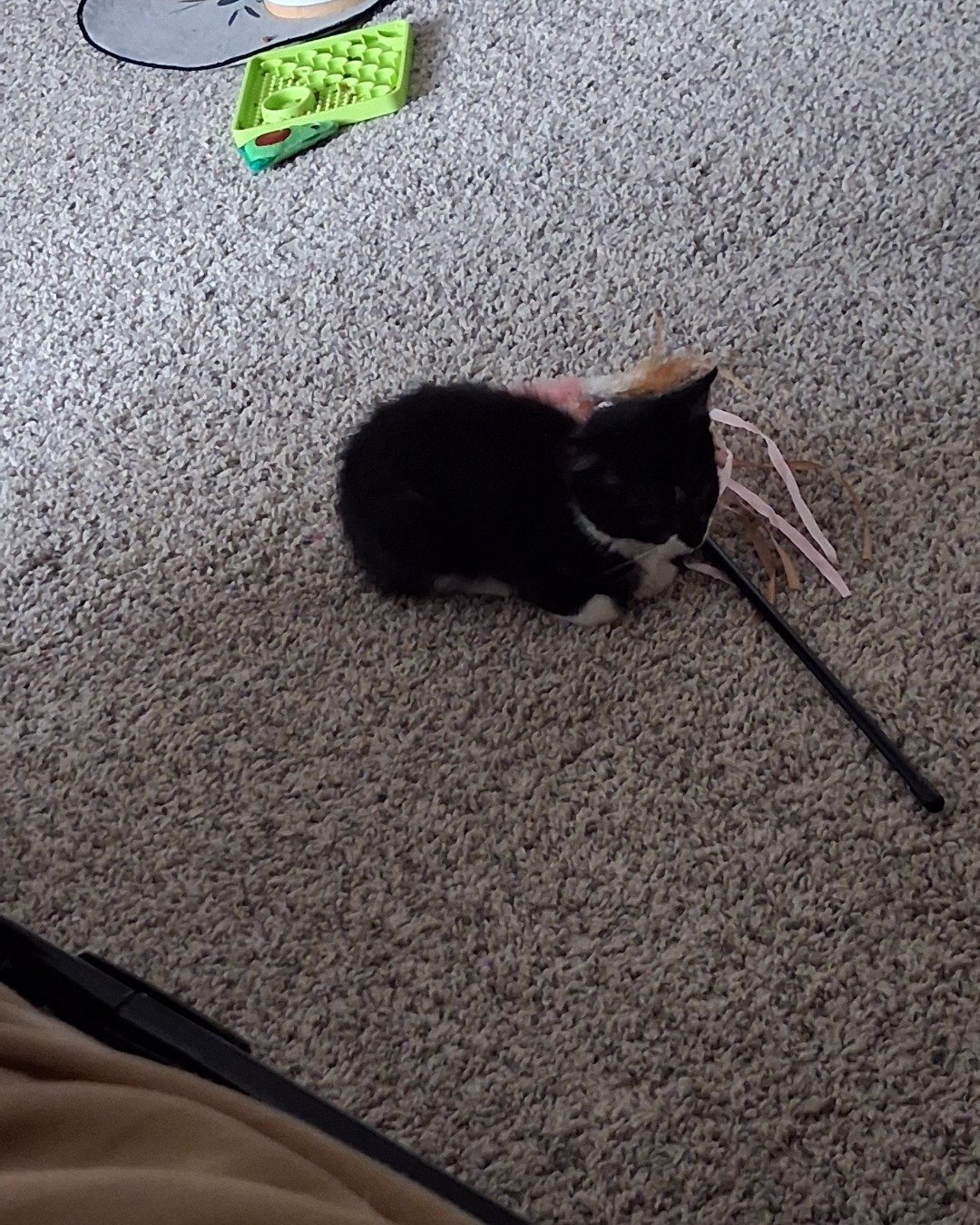 Sebby. Floor, Flooring, Accessories, Strap, Cat, Kitten