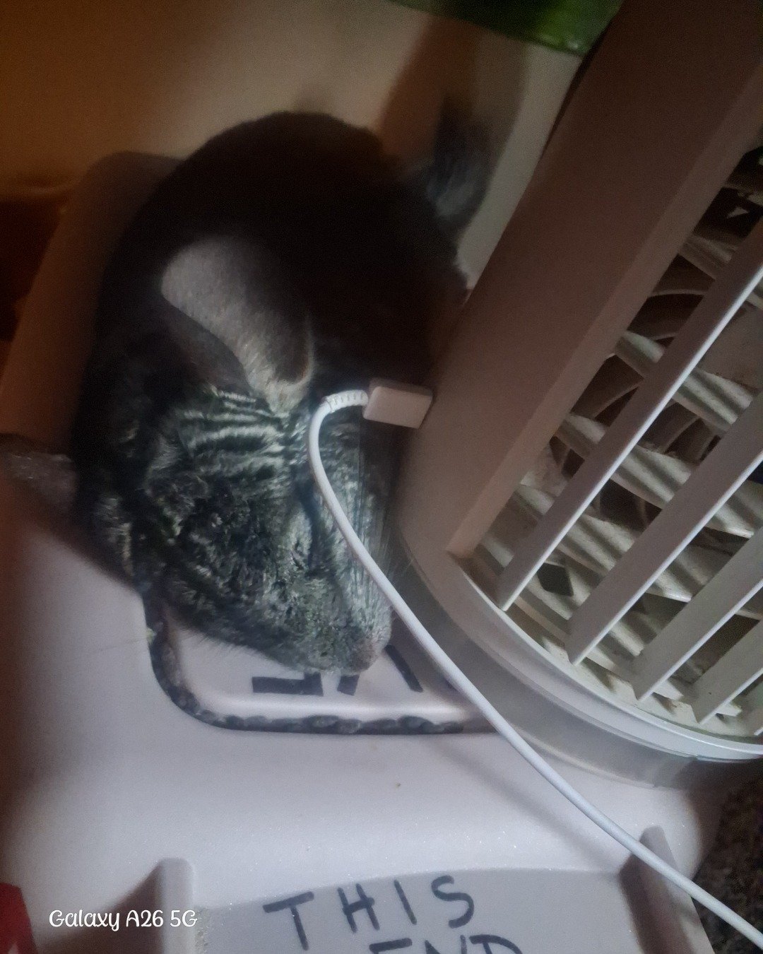 Chimmichanga the Chinchilla. Rodent, Rat, Chinchilla
